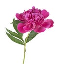 Pink peony flower with leaves isolated on white background Royalty Free Stock Photo
