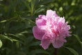 Pink peony flower Royalty Free Stock Photo