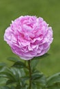 Pink peony flower - The Fawn