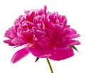 Pink peony flower Royalty Free Stock Photo