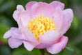 Pink peony flower, paeonia macro