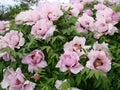 Pink Peony flower, Paeonia suffruticosa, garden. national flower