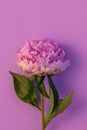 Pink peony flower on pastel purple background. Beautiful blooming botanical floral design.One rose colored Paeonia plant Royalty Free Stock Photo