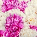 Pink peony flower petal background. Paeonia lactiflora Royalty Free Stock Photo