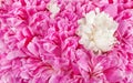 Pink peony flower petal background. Paeonia lactiflora Royalty Free Stock Photo