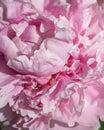 Pink Peony flower petal texture close up in summer sunlight Royalty Free Stock Photo