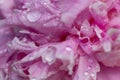 Pink Peony flower petal texture close up with water droplets Royalty Free Stock Photo