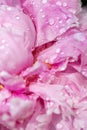 Pink Peony flower petal texture close up with water droplets Royalty Free Stock Photo