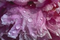 Pink Peony flower petal texture close up with water droplets Royalty Free Stock Photo