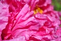 Pink peony flower petals close up macro texture detail with yellow pestle, blurry natural background Royalty Free Stock Photo