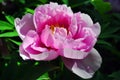 Pink peony flower petals close up macro texture detail with yellow pestle Royalty Free Stock Photo