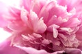 pink peony flower petals macro shot, elegant natural floral wedd Royalty Free Stock Photo