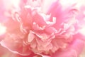 pink peony flower petals macro shot, elegant natural floral wedd Royalty Free Stock Photo