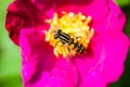 Pink peony flower with pollinating wasp Royalty Free Stock Photo