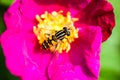 Pink peony flower with pollinating wasp Royalty Free Stock Photo