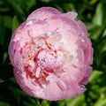 Pink peony flower with raindrops blooming in the garden Royalty Free Stock Photo