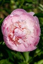 Pink peony flower with raindrops blooming in the garden Royalty Free Stock Photo