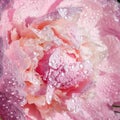 Pink peony flower with raindrops blooming in the garden Royalty Free Stock Photo
