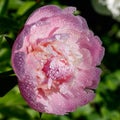 Pink peony flower with raindrops blooming in the garden Royalty Free Stock Photo