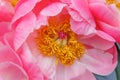 Pink peony flower with stamen closeup. Macro photo Royalty Free Stock Photo