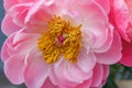 Pink peony flower with stamen. Macro photo Royalty Free Stock Photo