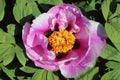 Pink Peony