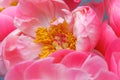 Pink peony flower with stamen. Macro photo Royalty Free Stock Photo