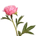 Pink peony flower and stem Royalty Free Stock Photo