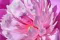 Pink peony,Flower texture. Pink peony Macro. Flower texture