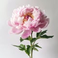 Pink Peony Flower In Vase: Muted Colorscape Mastery For Commercial Photography