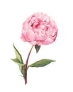 Pink peony flower. Water color botanical illustration