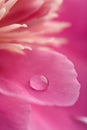 Pink peony flower with water droplet Royalty Free Stock Photo