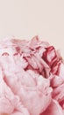 Pink peony flower with water drops pastel style mockup