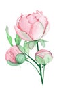 Pink peony flower watercolor illustration