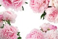 Pink peony flower on white background with copy space for greeting message. Royalty Free Stock Photo