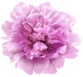 Pink  peony flower on a white  isolated background with clipping path.  For design.  Closeup. Royalty Free Stock Photo