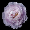 Pink peony flower with yellow stamens on an isolated black background with clipping path. Closeup no shadows. For design. Royalty Free Stock Photo