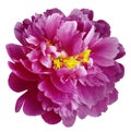 Pink peony flower with yellow stamens on an isolated white background with clipping path. Closeup no shadows. For design. Royalty Free Stock Photo