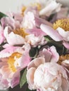 Pink peony flowers background. Botany background. Top view Royalty Free Stock Photo