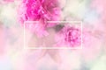 Pink peony flowers background with white frame; floral/bridal ba Royalty Free Stock Photo