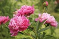 Pink peony flowers