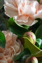 Pink peony flowers bouquet close-up on gray background, selective focus