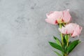 Pink peony flowers bouquet on gray concrete background. Flat lay. Top view. Womens day, Valentines day, Wedding, holiday Royalty Free Stock Photo