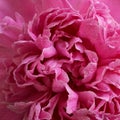 Pink Peony Flowers Bouquet In Vase Royalty Free Stock Photo