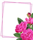 Pink peony flowers and buds in a corner floral arrangement  with a frame Royalty Free Stock Photo