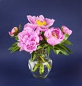 Pink peony flowers and buds in a glass vase on dark blue background Royalty Free Stock Photo