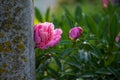 pink peony flowers on a cement pole Royalty Free Stock Photo