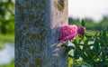 pink peony flowers on a cement pole . Royalty Free Stock Photo
