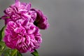 Pink peony flowers