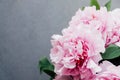 Pink peony flowers in full bloom on grey concrete background. Royalty Free Stock Photo